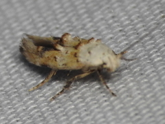 Mompha murtfeldtella