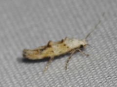 Mompha murtfeldtella