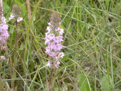 Pedicularis attollens