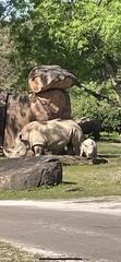 Rhinocerotidae