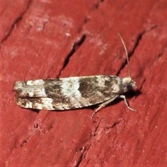 Pseudexentera maracana