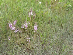 Pedicularis attollens