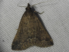 Hypenula cacuminalis