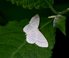 Scopula floslactata