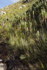 Osmitopsis asteriscoides