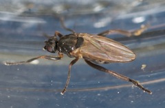 Sphaerocera curvipes