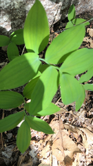 Polygonatum pubescens