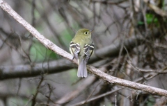 Empidonax flaviventris