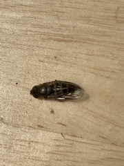 Lapposyrphus lapponicus