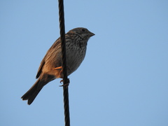 Emberiza calandra