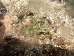 Eulalia clavigera