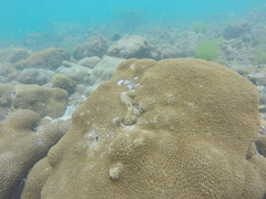 Palythoa caribaeorum