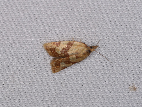 Tortricine Ragwort Moth photo 2