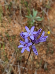 Dichelostemma multiflorum
