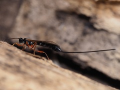 Rhyssella approximator