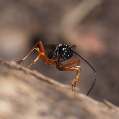 Rhyssella approximator