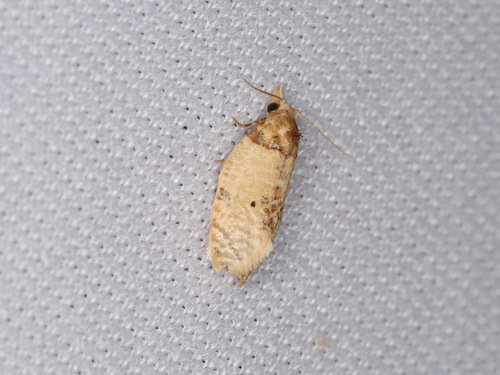 Brown-shouldered Henricus photo 3