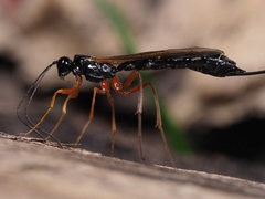 Rhyssella approximator