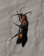 Sphaeropthalma boweri