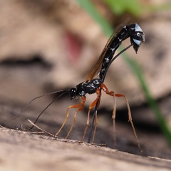 Rhyssella approximator