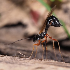 Rhyssella approximator