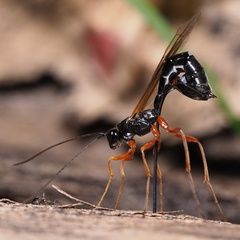 Rhyssella approximator