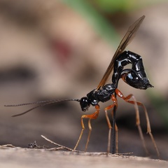 Rhyssella approximator