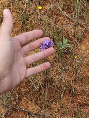 Dichelostemma multiflorum
