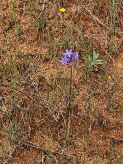 Dichelostemma multiflorum