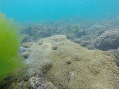 Palythoa caribaeorum