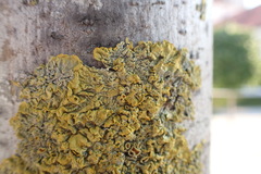 Xanthoria parietina