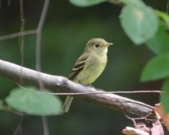 Empidonax flaviventris