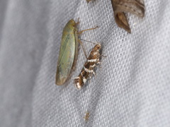 Aristotelia argentifera