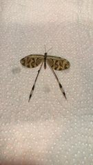 Nemoptera coa