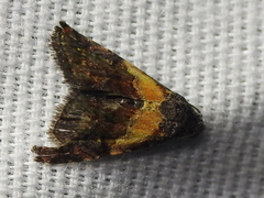 Tripudia balteata