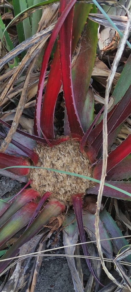 Bromelia magnifica (Bromelia magnifica)