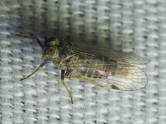 Melanoliarus acicus