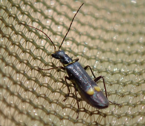 Malthinus scriptus