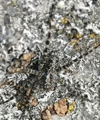 Acantholycosa lignaria