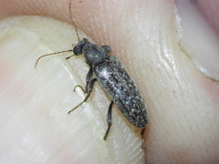 Eurygeniinae
