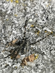 Acantholycosa lignaria