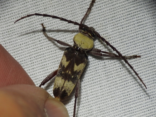 Megacyllene antennata photo 3