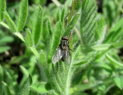 Helina setiventris
