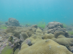 Palythoa caribaeorum