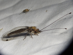 Ululodes macleayanus