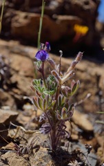Lupinus spectabilis