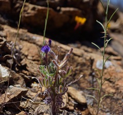 Lupinus spectabilis