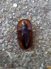 Cossyphus hoffmannseggi