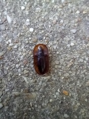 Cossyphus hoffmannseggi