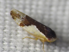 Norvellina pulchella